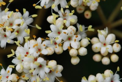 Viburnum rhytidophyllum - kalina vrásčitolistá - květy